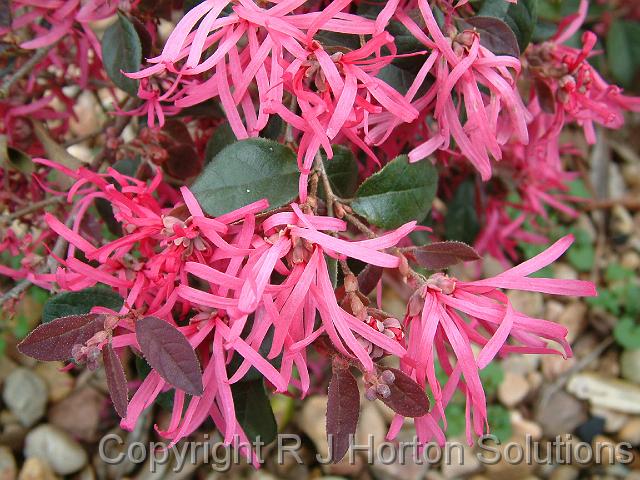 Loropetalum pink_1